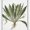 Plantago, seu Coronopus Massiliensis, kirsutior, latifolius = Coronopo = Plantain découpé, ou la Corne de Cerf. [Buck's-horn plantain]