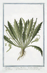 Plantago, seu Coronopus Massiliensis, kirsutior, latifolius = Coronopo = Plantain découpé, ou la Corne de Cerf. [Buck's-horn plantain]