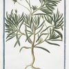 Psyllium majus erectum = Psillio = Herbe aux puces. [Flea seed, Ispaghula, Spogel]