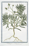 Psyllium majus erectum = Psillio = Herbe aux puces. [Flea seed, Ispaghula, Spogel]