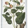 Jalapa, flore ex purpureo, et lutes mixto = Gelsomino della notte = Belle de nuit a fléur panachéé de jaune et de purpurin.