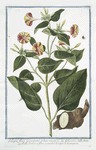 Jalapa, flore ex purpureo, et lutes mixto = Gelsomino della notte = Belle de nuit a fléur panachéé de jaune et de purpurin.