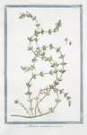 Rubeola maritima.