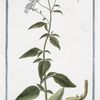 Trachelium azzureum, umbelliferum = Trachelio, o Uvularia. [Wild flower]