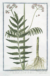 Valeriana sylvestris, major folio lucido = Valeriana foliis omnibus pinnatis.