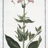 Valerianoides latifolia, flore rubro = Valeriana rubra, latifolia = Ocymastrum Valerianthos = Valeriana = Grande Valeriane.