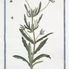 Valerianella arvennsis, pracox humilis, foliis serratis = Mache.