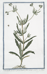 Valerianella arvennsis, pracox humilis, foliis serratis = Mache.