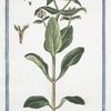 Valerianella Cornucopoides, flore Galeato = Valerianella = Mache.