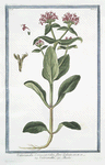 Valerianella Cornucopoides, flore Galeato = Valerianella = Mache.