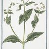 Borrago Constatinopolitana, flore reflexo, cæruleo, calyce vessicario. [Borage]