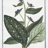 Buglossum latifolium, semper virens = Buglossa = Buglose vivace. [Alkanet or Oxtougue]