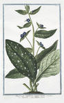 Buglossum latifolium, semper virens = Buglossa = Buglose vivace. [Alkanet or Oxtougue]
