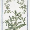 Asperugo vulgaris = Buglossum sylvestre caulibus procumbentibus = Buglasso salvatico. [Madwort]
