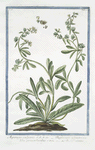Asperugo vulgaris = Buglossum sylvestre caulibus procumbentibus = Buglasso salvatico. [Madwort]