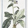 Pulmonaria Italorum, ad Buglossum accedens = Polmonaria = Pulmonaire. [Lungwort]