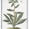 Pulmonaria Orientalis, foliis oblongis, et angustis, non nihil viscidis, et tomentosis, fragrantem odorem spirantibus, floribus aureis.