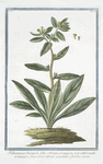 Pulmonaria Orientalis, foliis oblongis, et angustis, non nihil viscidis, et tomentosis, fragrantem odorem spirantibus, floribus aureis.