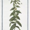 Lithospermum majus, erectum = Milium Solis = Gremil, ou Herbe aux perles. [Puccoon]