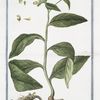 Symphytum majus, tuberosa radice = Consolida maggiore = Le Grande Consoude. [Common Comfrey]