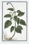 Heliotropium Americanum, cæruleum, foliis Horminii = Herbe aux verrues. [Heliotrope, Cherry pie]