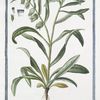 Lycopsis foliis integerrimis, caule erecto calycibus fructescentibus inflatis pendulis = Buglossum procumbens annuum, pullo minimo flore. [Bugloss]