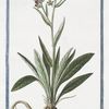 Cynoglossum montanum, virenti folio, minore flore = Cinoglossa = Langue di Chien. [Dog's or Hound's tongue]