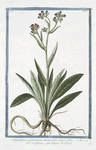 Cynoglossum montanum, virenti folio, minore flore = Cinoglossa = Langue di Chien. [Dog's or Hound's tongue]