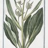 Cynoglossum montanum maximum = Cinoglassa + Langue de Chien. [Dog's or Hound's tongue]