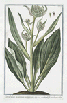 Cynoglossum montanum maximum = Cinoglassa + Langue de Chien. [Dog's or Hound's tongue]