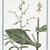 Plumbago quorandam = Dantelaire = Carinella. [Leadwor, Skyflower]