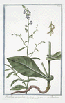 Plumbago quorandam = Dantelaire = Carinella. [Leadwor, Skyflower]