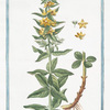 Lysimachia lutea major, quæ Discoridis, foliis quaternis = Corneille. [Loosestrife]