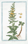 Lysimachia lutea major, quæ Discoridis, foliis quaternis = Corneille. [Loosestrife]