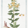 Lysimachia lutea major, quæ Discoridis, foliis ternis. [Loosestrife]