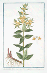 Lysimachia lutea major, quæ Discoridis, foliis ternis. [Loosestrife]