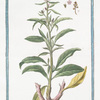 Lysimachia Orientalis, minor foliis gaucis, annuentibus, flore purpureo = Corneille. [Loosestrife]