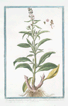 Lysimachia Orientalis, minor foliis gaucis, annuentibus, flore purpureo = Corneille. [Loosestrife]
