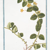 Lysimachia humifusa, folio rotundiore, flore luteo =Corneille. [Loosestrife]