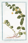 Lysimachia humifusa, folio rotundiore, flore luteo =Corneille. [Loosestrife]