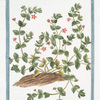 Anagallis phæniceo flore = Mouron.