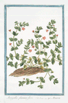 Anagallis phæniceo flore = Mouron.