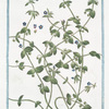Anagallis coeruleo flore = Anagallide con il fiore turchino = Mouron. [Weatherglass]