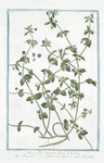 Anagallis coeruleo flore = Anagallide con il fiore turchino = Mouron. [Weatherglass]