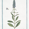 Veronica spicata, latifolia = Veronica = Veronique. [Spiked speedwell or Blue carpet]