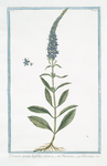 Veronica spicata, latifolia = Veronica = Veronique. [Spiked speedwell or Blue carpet]