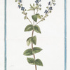 Veronica flosculis oblongis pediculis insidentibus, Chamoedryos folio alterno = Veronique. [Germander Speedwell]