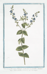 Veronica flosculis oblongis pediculis insidentibus, Chamoedryos folio alterno = Veronique. [Germander Speedwell]