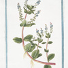 Veronica aquatica major, folio subrotundo = Anagallis aquatica major, folio subrotundo = Berula, seu Anagallie aquatica = Beccabunga = Le Beccabunga. [Water Speedwell or Brooklime]