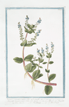 Veronica aquatica major, folio subrotundo = Anagallis aquatica major, folio subrotundo = Berula, seu Anagallie aquatica = Beccabunga = Le Beccabunga. [Water Speedwell or Brooklime]